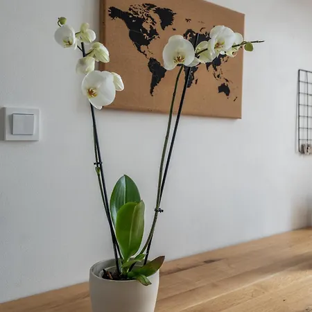 Designovy S Vyhledem Na Reku